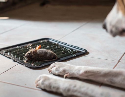 TOP #116: How Getting Rid of Mice and Insects Could Poison Dogs How Getting Rid of Mice and Insects Could Poison Dogs