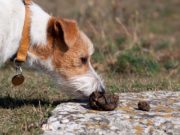 How to Stop a Puppy from Eating Poop How To Stop A Puppy From Eating Poop Guide