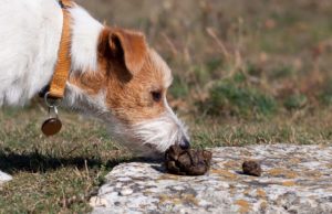 How to Stop a Puppy from Eating Poop How To Stop A Puppy From Eating Poop Guide
