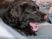 My Dog Sounds Like He Has a Hairball: Why and What You Must Do My Dog Sounds Like He Has a Hairball - Reasons Why And What You Can Do