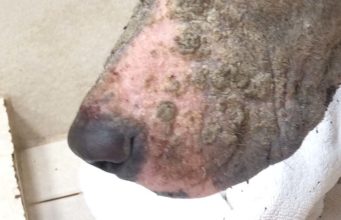 Puppy Strangles (Juvenile Cellulitis) Puppy Strangles (Juvenile Cellulitis) - A Guide for Dog Owners featured image