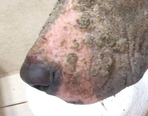 Puppy Strangles (Juvenile Cellulitis) Puppy Strangles (Juvenile Cellulitis) - A Guide for Dog Owners featured image