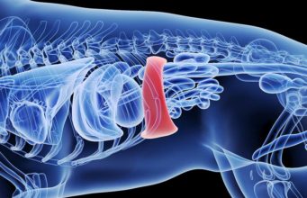 Spleen Tumor in Dogs: Signs, Causes, Treatment Spleen Tumor in Dogs - Signs, Causes, Treatment