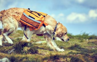 The Best Dog Backpacks and Saddle Bags The Best Dog Backpacks and Saddle Bags for Dogs Adventuring in 2020