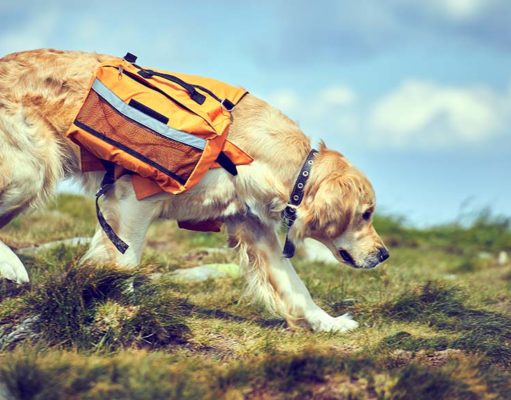 The Best Dog Backpacks and Saddle Bags The Best Dog Backpacks and Saddle Bags for Dogs Adventuring in 2020