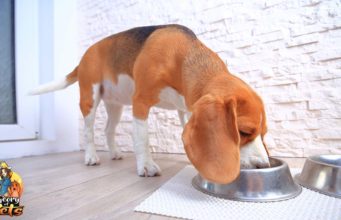 TOP #117: The Importance of Digestive Health in Dogs The Importance of Digestive Health in Dogs