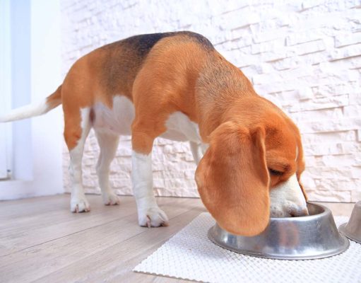 TOP #117: The Importance of Digestive Health in Dogs The Importance of Digestive Health in Dogs