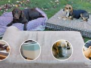 10 Most Indestructible Dog Beds Top Most Indestructible Dog Beds