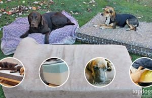 10 Most Indestructible Dog Beds Top Most Indestructible Dog Beds