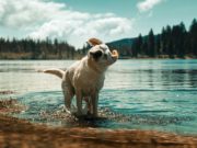 Water in Dog’s Ears: What to Do About It Water in Dog's Ear - Dangers, How to Prevent It and What to Do About It