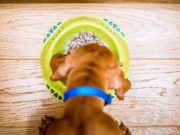 TOP #118: What Exactly Is Human-Grade Dog Food?