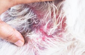 4 Best Dog Ringworm Treatment and Home Remedies dog ringworm treatment