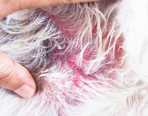 4 Best Dog Ringworm Treatment and Home Remedies dog ringworm treatment