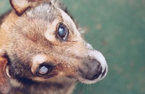 10 Signs of Diabetes in Dogs 10 Signs of Diabetes in Dogs - featured image; dog with blind eyes