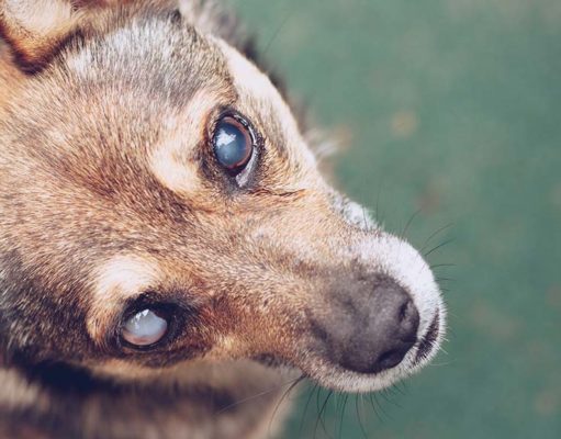 10 Signs of Diabetes in Dogs 10 Signs of Diabetes in Dogs - featured image; dog with blind eyes