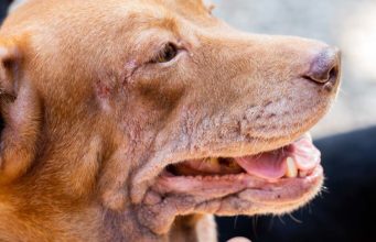 8 Common Autoimmune Diseases in Dogs Autoimmune Disease in Dogs
