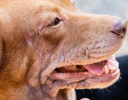 8 Common Autoimmune Diseases in Dogs Autoimmune Disease in Dogs