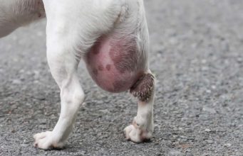 14 Reasons Why a Dog Has a Bump on Her Private Area My Dog Has a Bump on Her Private Area