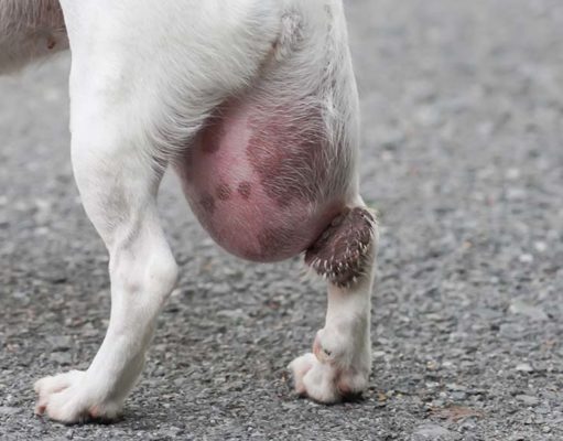 14 Reasons Why a Dog Has a Bump on Her Private Area My Dog Has a Bump on Her Private Area