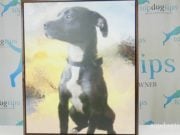 Review: Neal’s Pet Paintings Giclée Portrait pet painting