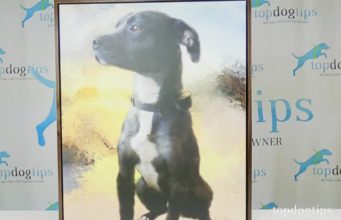 Review: Neal’s Pet Paintings Giclée Portrait pet painting