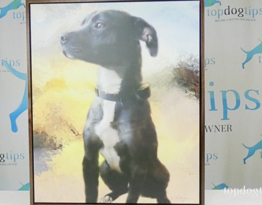 Review: Neal’s Pet Paintings Giclée Portrait pet painting