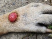 Sebaceous Adenoma in Dogs: Diagnosis, Causes, Treatment Sebaceous Adenoma in Dogs - Diagnosis, Causes, Treatment,