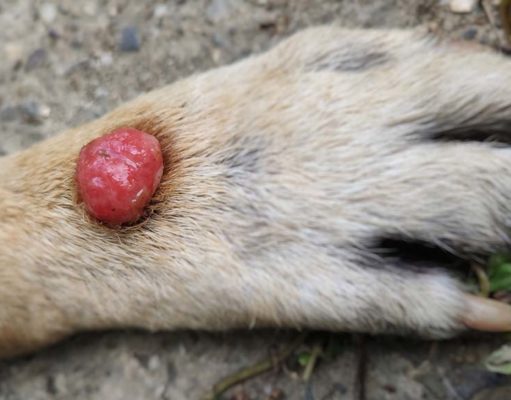 Sebaceous Adenoma in Dogs: Diagnosis, Causes, Treatment Sebaceous Adenoma in Dogs - Diagnosis, Causes, Treatment,