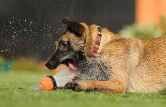 The Guide to Water Intoxication in Dogs The Guide to Water Intoxication in Dogs