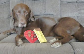 What to Do if Your Dog Eats Chocolate (Home Remedy) What To Do If Your Dog Eats Chocolate