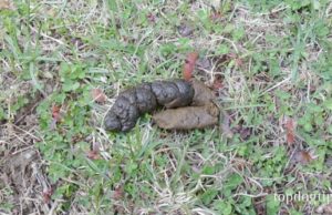 4 Best Ways to Dispose of Dog Poop best ways to dispose of dog poop