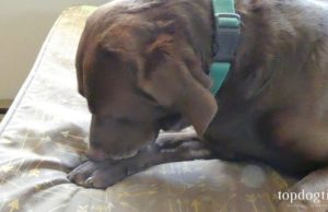 How to Stop a Dog From Licking Paws