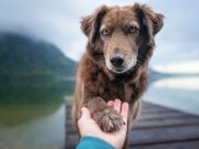 6 Ways Your Dog Asks For Help ways your dog asks for help
