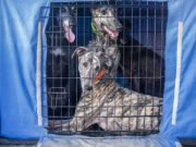 5 Best Dog Cage Covers for Crates 5 Best Dog Cage Covers for Crates