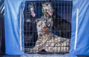 5 Best Dog Cage Covers for Crates 5 Best Dog Cage Covers for Crates