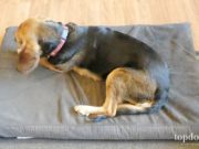 Review: Bark Memory Foam Dog Bed Bark! Memory Foam Dog Bed