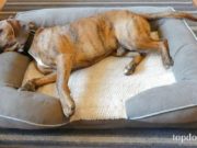 Review: Frisco Bolster Dog Bed Frisco Bolster Dog Bed