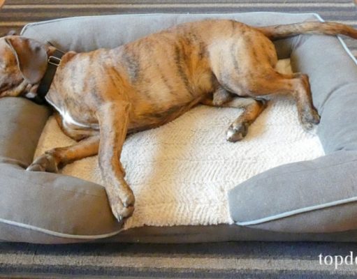 Review: Frisco Bolster Dog Bed Frisco Bolster Dog Bed