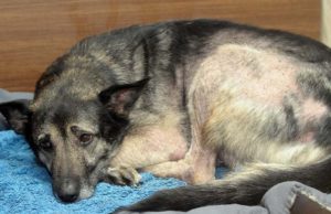 Hemorrhagic Gastroenteritis (HGE) in Dogs Hemorrhagic Gastroenteritis in Dogs (HGE)