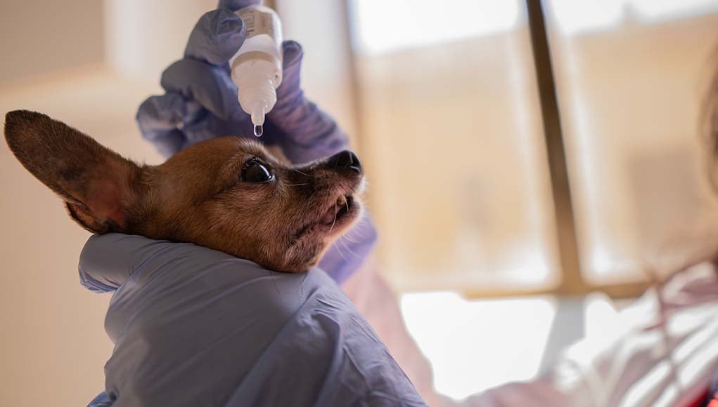 How to Clean a Dog’s Eye Infection (Home Remedy!)