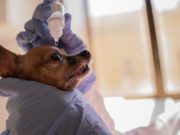 How to Clean a Dog’s Eye Infection? How to Clean a Dog’s Eye Infection