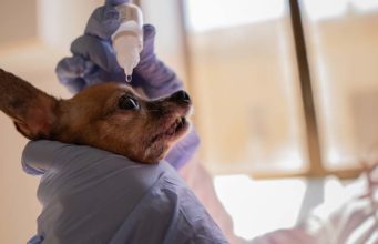 How to Clean a Dog’s Eye Infection? How to Clean a Dog’s Eye Infection