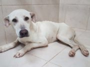 How to Feed Underweight and Malnourished Dogs How to Feed Underweight and Malnourished Dogs