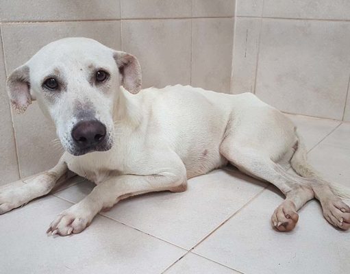 How to Feed Underweight and Malnourished Dogs How to Feed Underweight and Malnourished Dogs