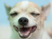 How to Make a Dog Happy in 8 Simple Steps How to Make a Dog Happy in 8 Simple Ways