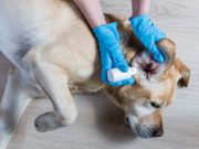 Treating a Dog Ear Infection Using Home Remedies and OTC Aids How to Treat a Dog Ear Infection