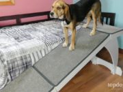 Review: PetSafe CozyUp Bed Ramp for Dogs PetSafe CozyUp Bed Ramp