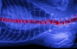 Slipped Disc in Dogs: Causes and Treatment Slipped Disc in Dogs - Causes and Treatment