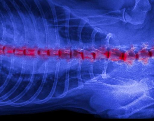 Slipped Disc in Dogs: Causes and Treatment Slipped Disc in Dogs - Causes and Treatment