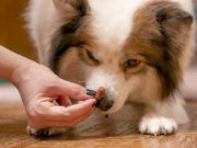 Top 7 Best Low-Calorie Dog Treats Top 7 Best Low Calorie Dog Treats 2020